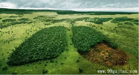 雾霾整治绿化先行，苗木行业将受益！